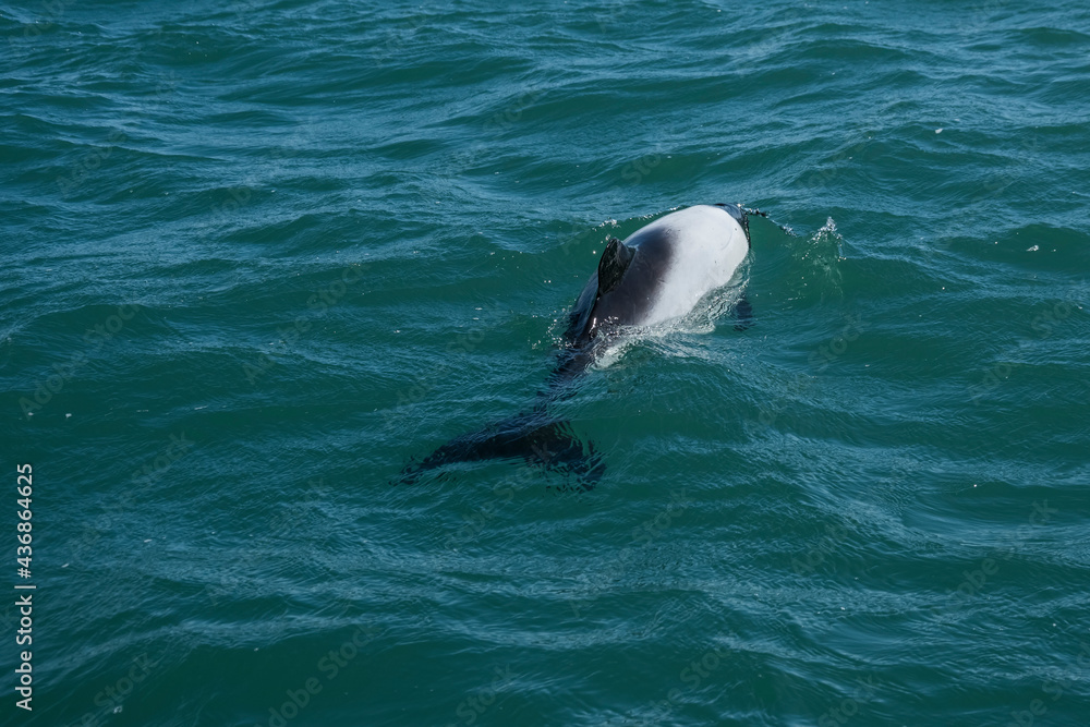 Fototapeta premium Commerson dolphin swimming, Patagonia , Argentina.