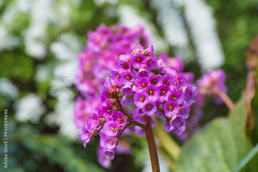 Fototapeta premium Inflorescence of lilac flowers against a background of green and white plants. There is copy space. Beauty in nature, flowering plant in spring or summer. Defocusing the background.