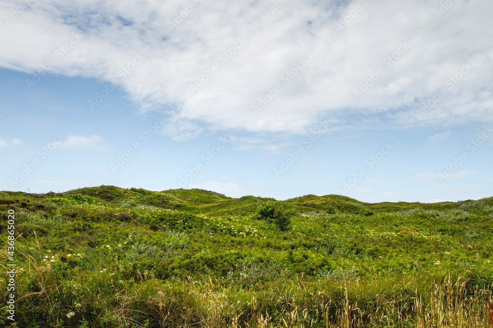 Wild plants in coastal dunes