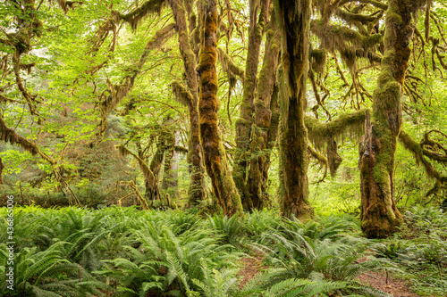 Hall of Mosses in the Hoh Rainforest of Olympic National Park  Washington