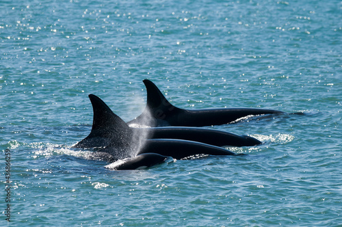 Orca family patrolling the coast, Peninsula valdes, Patagonia Argentina