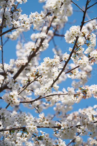 Trees blooming with white flowers. Close-up