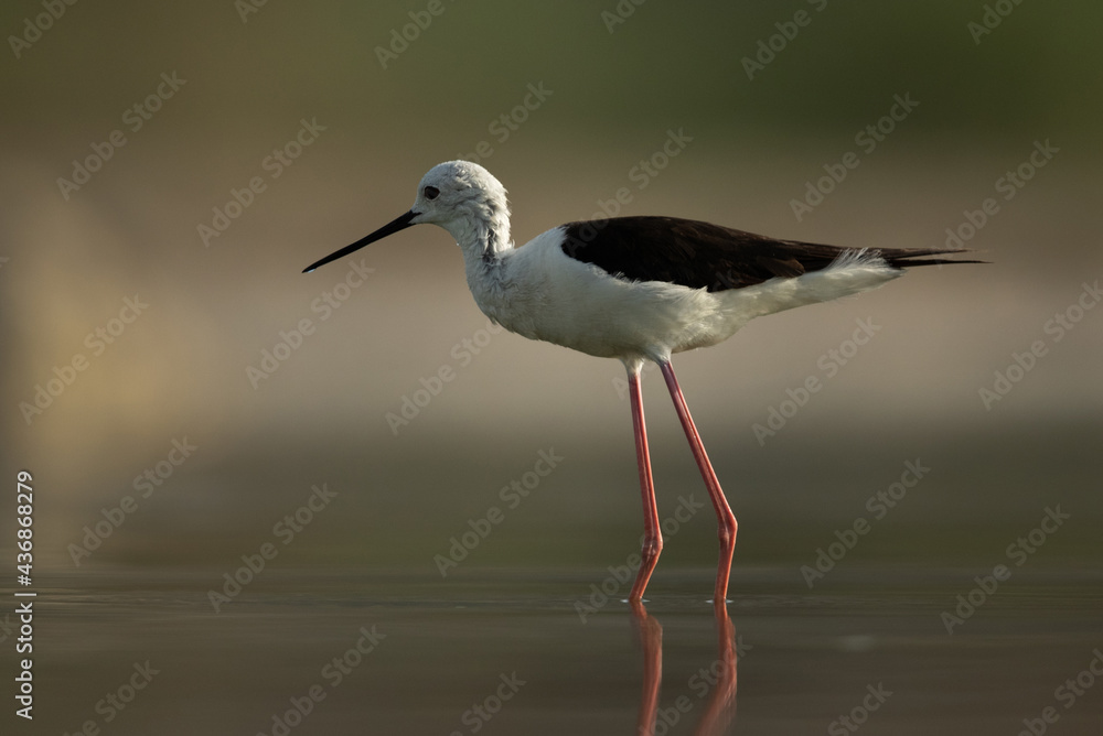 Portrait of a Black-winged Stilt at Asker Marsh, Bahrain Portrait of a Black-winged Stilt at Asker Marsh, Bahrain