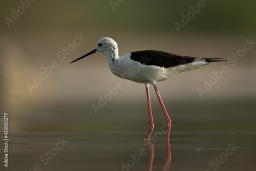 Portrait of a Black-winged Stilt at Asker Marsh, Bahrain