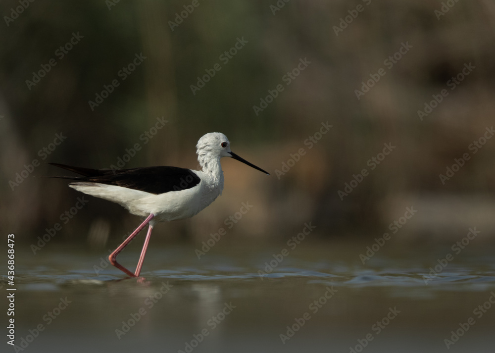Black-winged Stilt feeding at Asker Marsh, Bahrain Black-winged Stilt feeding at Asker Marsh, Bahrain