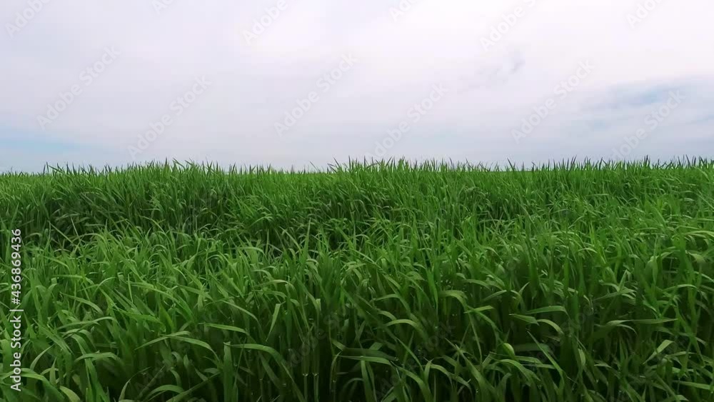 Fresh green grass with dew drops clips, dew drops on green grass footage, raindrops on green grass video.
Fresh green grass with dew drops clips, dew drops on green grass footage, raindrops on green grass video.