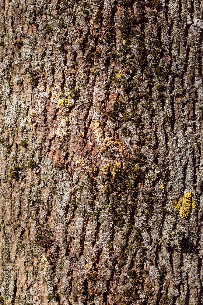 Naklejka premium Tree bark texture poplar. Seamless Tileable Texture.