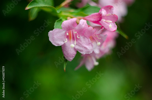 Vibrant pink flowers of weigela