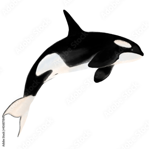 Sketch illustration killer whale. Abstract illustration.