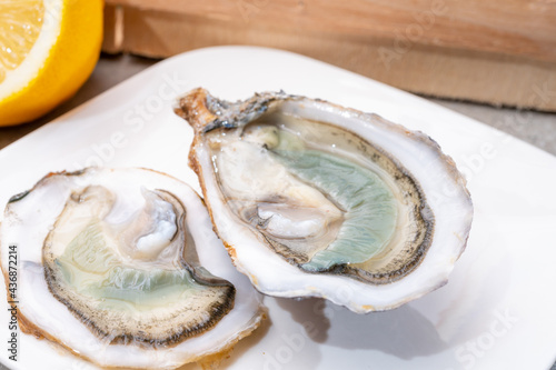 Eating of fresh big raw fine de claires vertes green french oysters from Marennes-Oleron photo