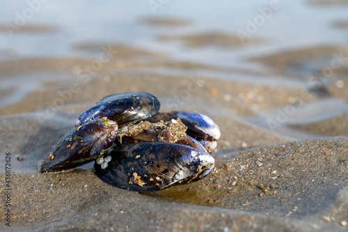 Group of live mussels clams lies on sand at low tide in North sea