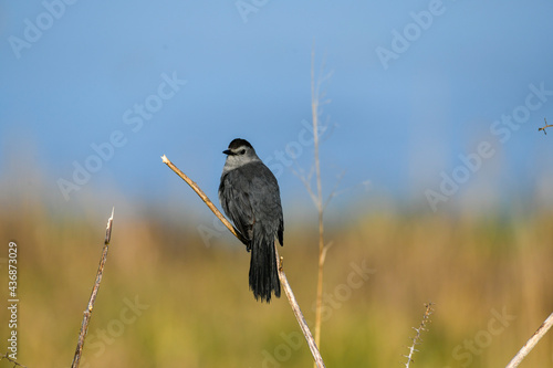 Gray Catbird Perched on a Branch