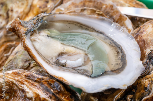 Eating of fresh big raw fine de claires vertes green french oysters from Marennes-Oleron