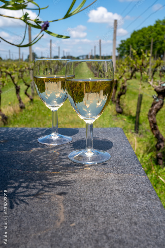 Tasting of Dutch white wine served outdoor on green meadow with vineyard, wine production in Netherlands Tasting of Dutch white wine served outdoor on green meadow with vineyard, wine production in Netherlands