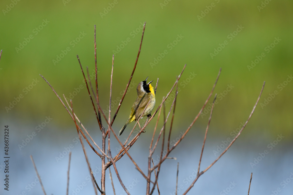 Common Yellowthroat Singing His Heart Out Common Yellowthroat Singing His Heart Out