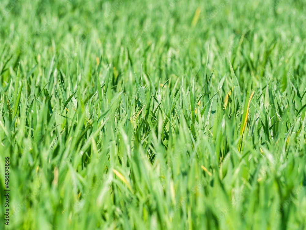 Fototapeta premium Natural fresh green grass texture background