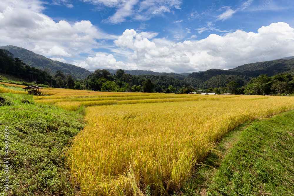 Fototapeta premium Green Terraced Rice Field in Mae Klang Luang, Chiang Mai
