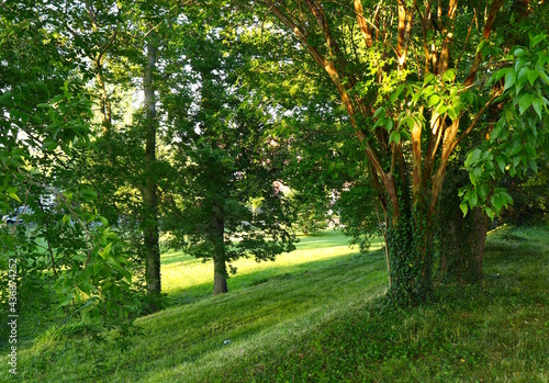 Lush Green Landscape