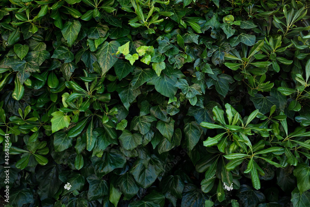 Beautiful green leaves background. Beautiful green leaves background.