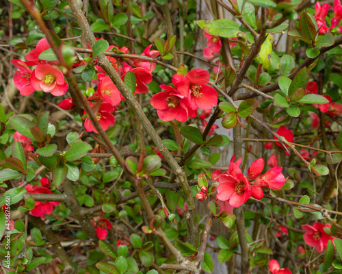 Red flowers bloomed in spring 