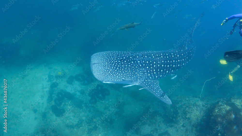 Fototapeta premium whale shark