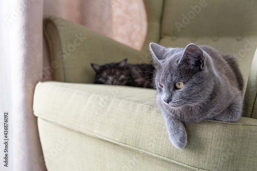 Close-up portrait of a domestic gray shorthair cat sitting on a green armchair. two cats at home. Image for veterinary clinic, animal feed, cat blog.