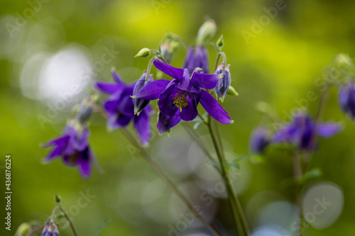 Fototapete Close-up of violet aquilegia vulgaris European columbine flowers in the spring g