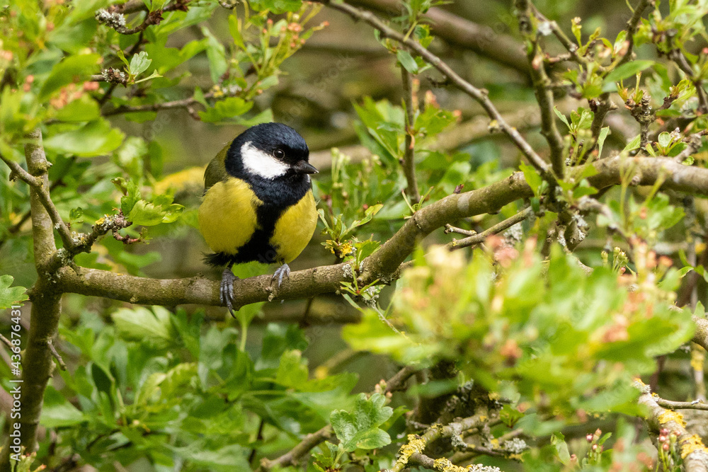 Fototapeta premium Great Tit