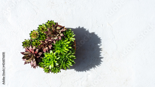 Succulenten in einem Blumentopf auf einem Beton Boden. Draufsicht, draußen, gärtnern.