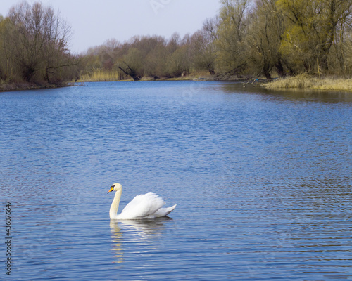 A lone swan swims on the river 