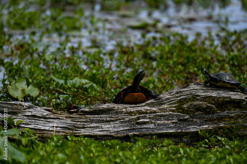 Eastern Painted Turtle Basking on Driftwood