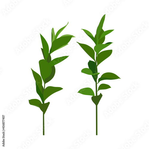 Leaves and branches of an evergreen plant isolated on white background. Vector illustration.