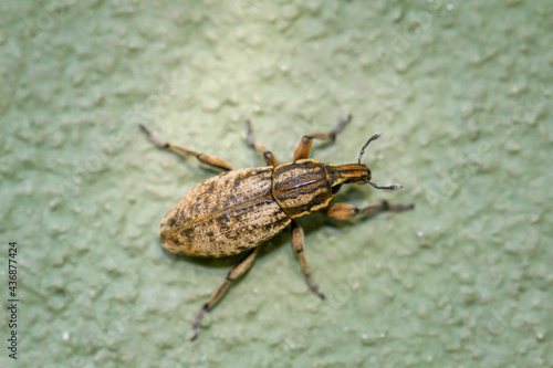 Nahaufnahme eines Rüsselkäfers. Curculionidae gehören zu den Käfern. © boedefeld1969