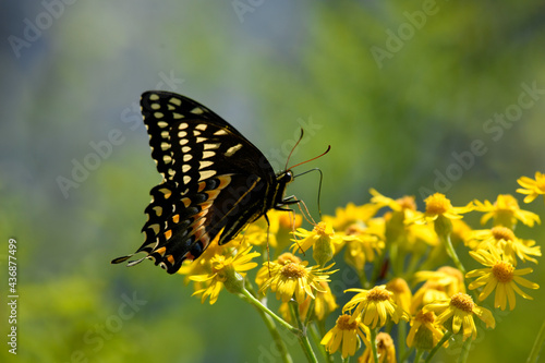 Black Swallowtail Butterfly Feeding on a Flower