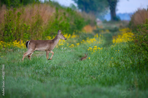 Whitetail Deer and an Eastern Cottontail Sharing a Meadow