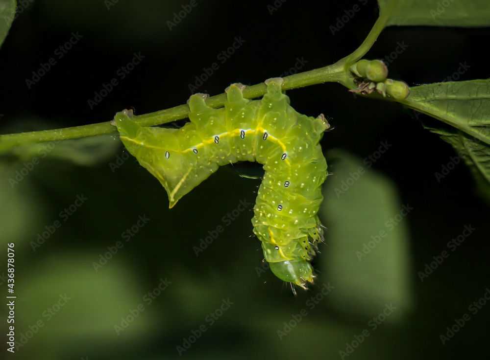 Naklejka premium Die Raupe einer Pyramideneule an einerm Busch. 