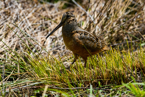 A Roadside American Woodcock