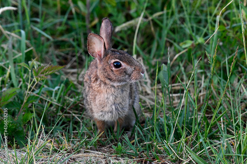 A Roadside Eastern Cottontail