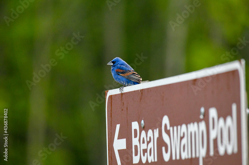 Indigo Bunting Perched on a Refuge Sign