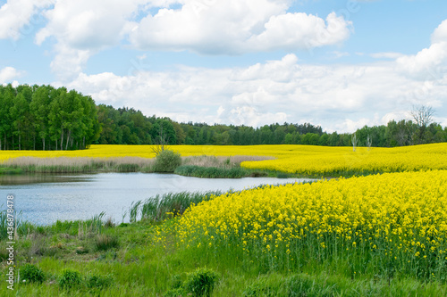 View of the lake next to the yellow rape field against the background of a deciduous forest
