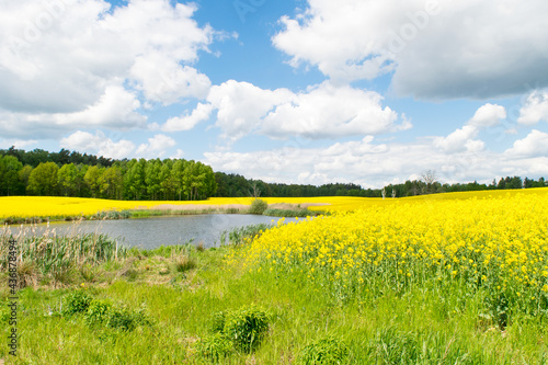View of the lake next to the yellow rape field against the background of a deciduous forest