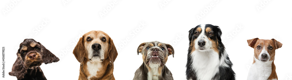 Obraz premium Art collage made of funny dogs different breeds posing isolated over white studio background.