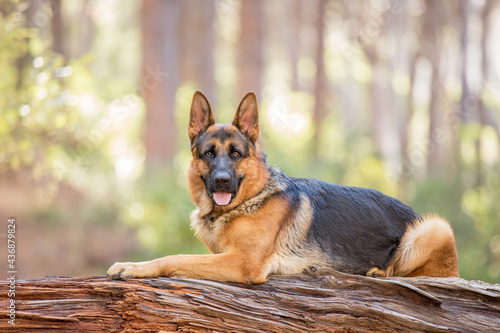 german shepherd dog in the forest, lying on a log