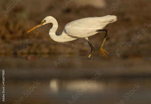 Closeup of a Western reef egret white morphed fishing at Asker marsh, Bahrain photo