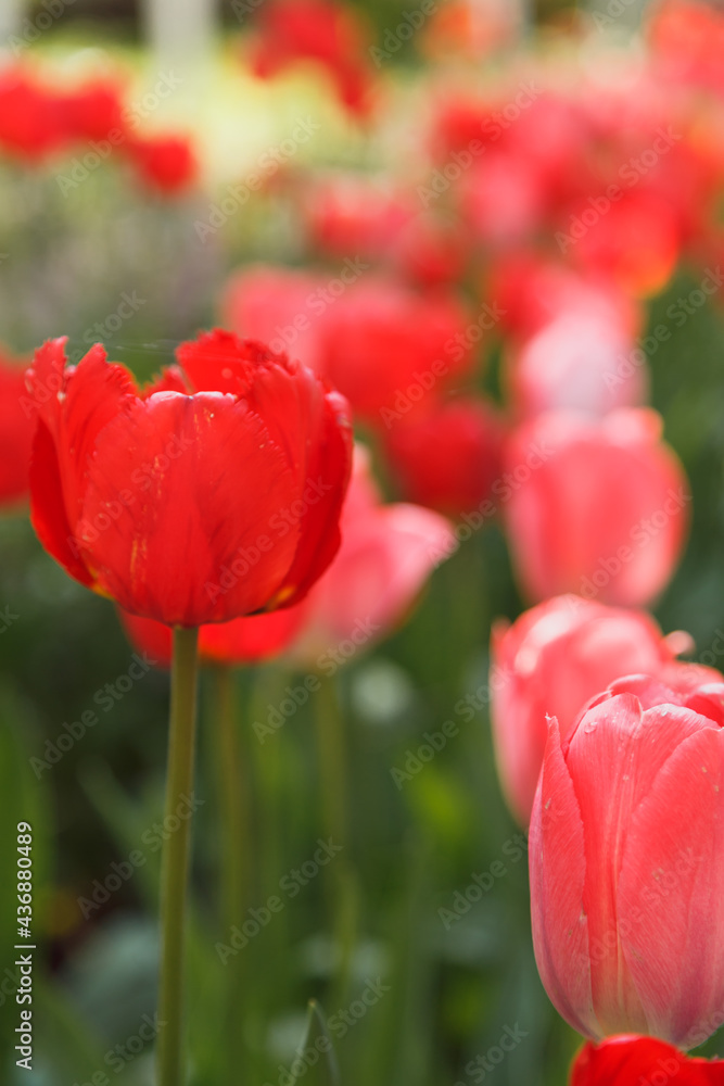Obraz premium Tulip flower with green leaf background in tulip field in spring day for postcard beauty decoration and agriculture concept design.