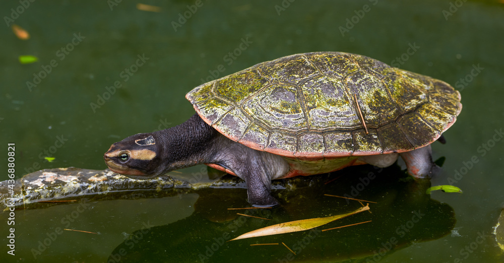 Close-up of a round Australian turtle in a pool Close-up of a round Australian turtle in a pool