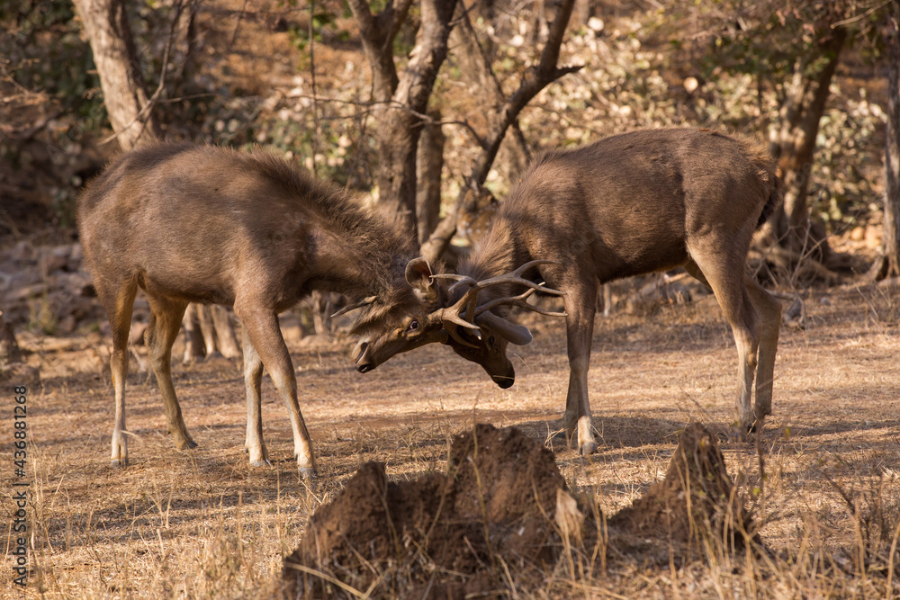 Sambar deer fight, Ranthambore, Sambar Sambar deer fight, Ranthambore, Sambar