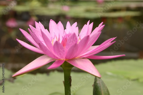 蓮 ロータス lotus