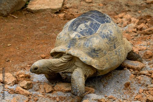 Close-up of a giant tortoise, Sulcata tortoise