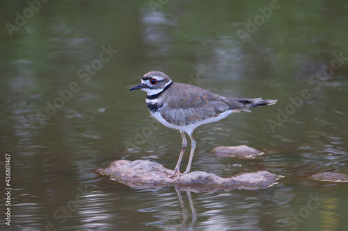 Killdeer (Charadrius vociferus) two kill dear standing on a rock in the lake with rippling water in the background